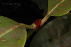 Poeciloneuron indicum